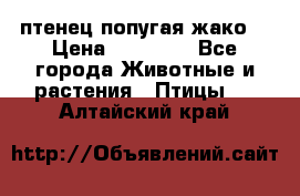 птенец попугая жако  › Цена ­ 60 000 - Все города Животные и растения » Птицы   . Алтайский край